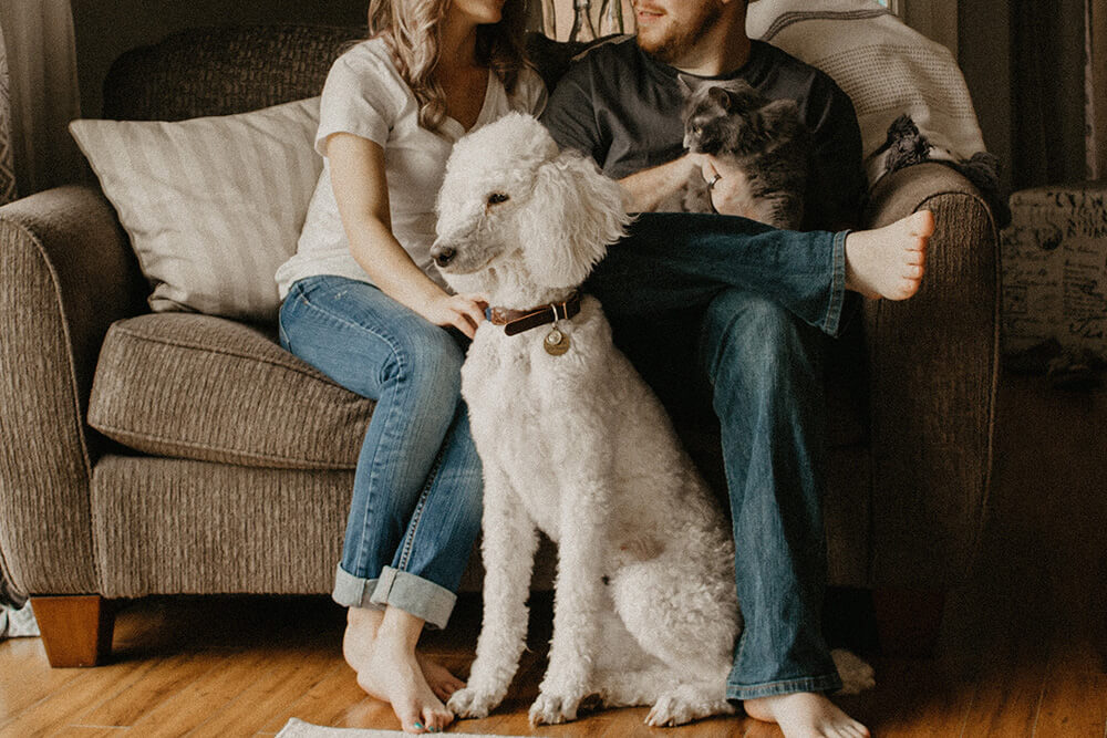 light grey velvet couch and sofa for families with pets like cats and dogs